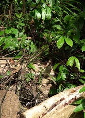 Agrionoptera sexlineata