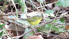 Phylloscopus valentini