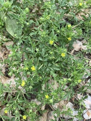 Potentilla supina