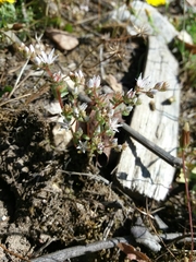 Sedum arenarium
