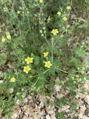 Potentilla supina