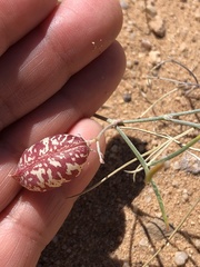 Astragalus ceramicus