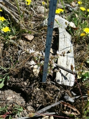 Sedum arenarium