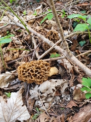 Morchella esculenta