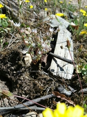 Sedum arenarium
