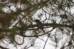 Curruca melanocephala