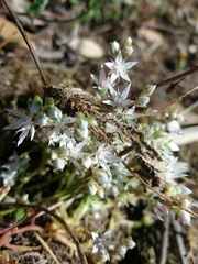 Sedum arenarium