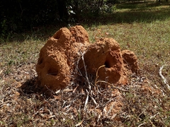 Cornitermes bequaerti