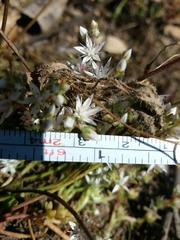 Sedum arenarium
