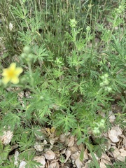 Potentilla supina