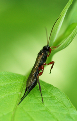 Xoridinae