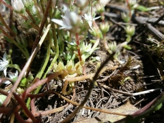 Sedum arenarium
