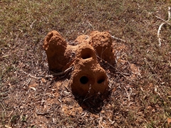 Cornitermes bequaerti