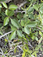 Searsia acocksii