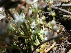 Sedum arenarium