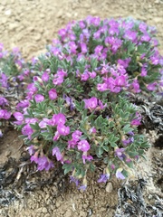 Astragalus sericoleucus