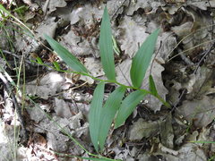 Cephalanthera longifolia
