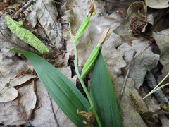 Cephalanthera longifolia