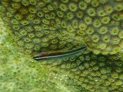 Elacatinus prochilos