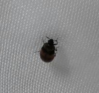 Coleoptera