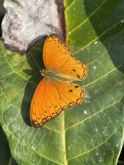 Lachnoptera anticlia