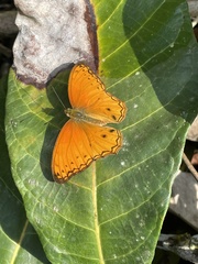 Lachnoptera anticlia