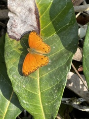 Lachnoptera anticlia