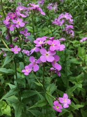 Hesperis matronalis