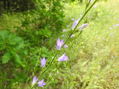 Campanula rapunculus lambertiana