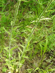 Campanula rapunculus lambertiana
