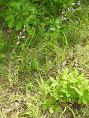 Campanula rapunculus lambertiana