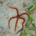 Red Ophiocoma - Photo (c) Donají Graham, some rights reserved (CC BY-NC), uploaded by Donají Graham