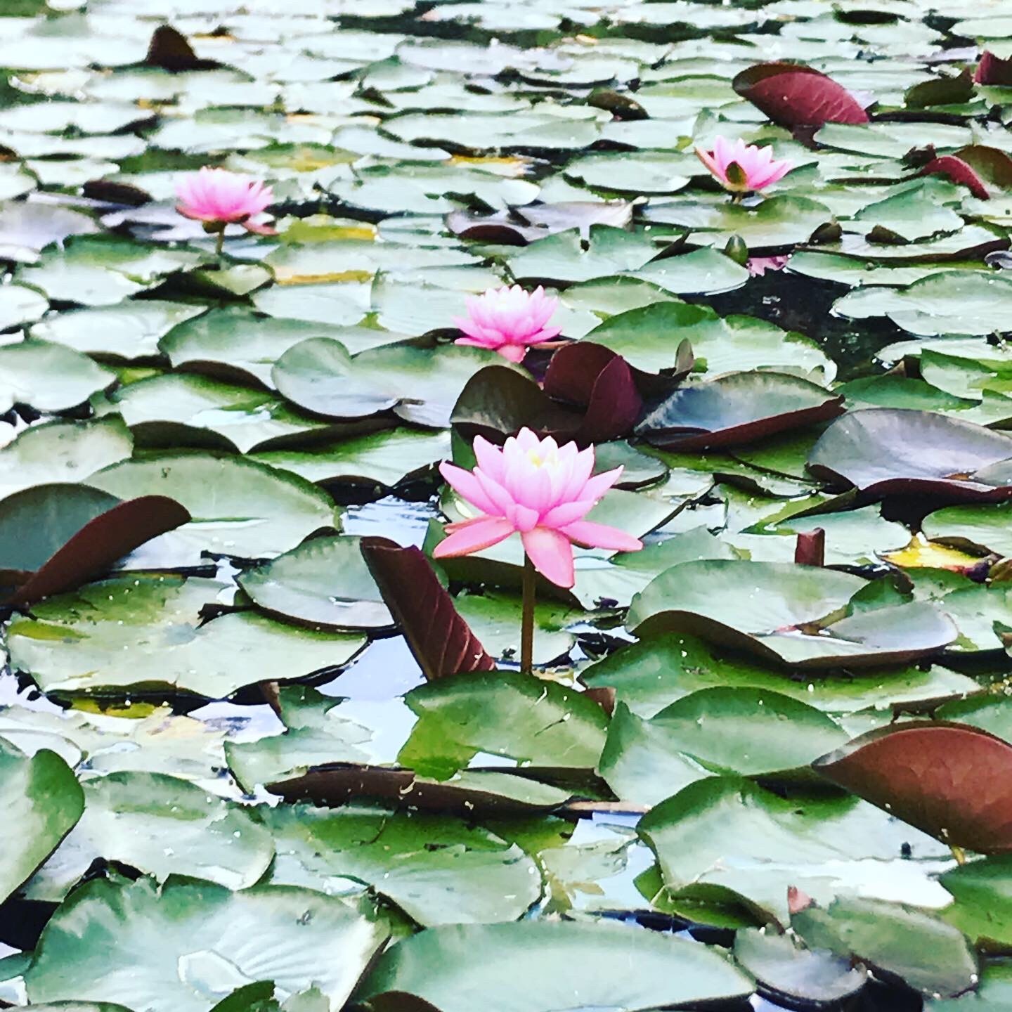 Nymphaea X marliacea