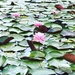 Nymphaea × marliacea - Photo (c) patriciosa, algunos derechos reservados (CC BY-NC)