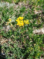 Lotus corniculatus