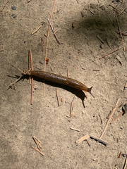 Ariolimacidae