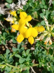 Lotus corniculatus