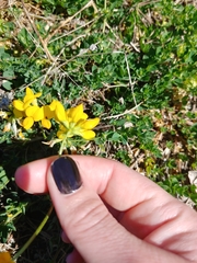 Lotus corniculatus