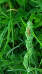 Cantharis rufa