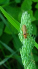 Cantharis rufa