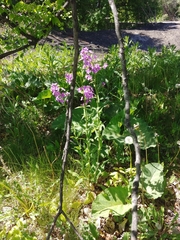 Hesperis matronalis