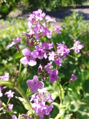 Hesperis matronalis