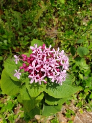 Clerodendrum bungei image