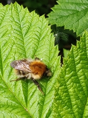 Bombus pascuorum