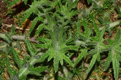 Cirsium odontolepis