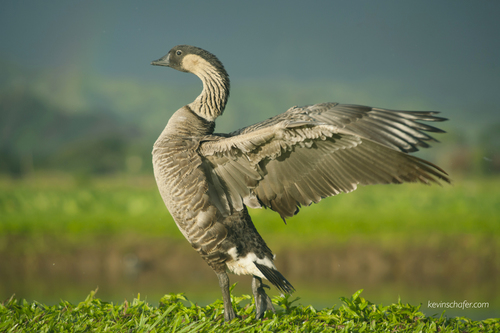 picture of a nene