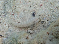 Gnatholepis thompsoni