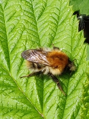 Bombus pascuorum