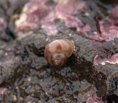 Margarites helicinus