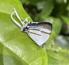 Hypolycaena